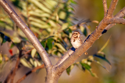 第一版主网址：探索网络社区的核心平台与资源分享