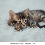 第一版主下载:畅享最新版本,轻松获取精彩内容! 77due8xss