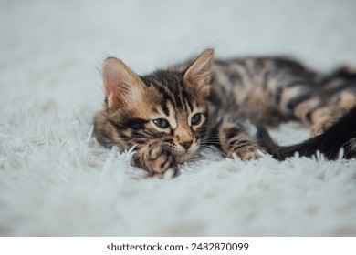 第一版主下载：畅享最新版本，轻松获取精彩内容！