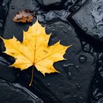 第一大弟子漫画在哪里可以观看?推荐平台与资源 bpw632nhk0