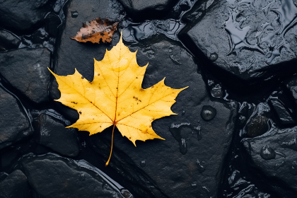 第一大弟子漫画在哪里可以观看？推荐平台与资源