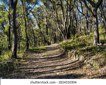 秘密花园：探索心灵深处的奇幻旅程
