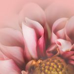 畅享Clicli动漫网在线观看,尽览热门动漫精彩 jsifeymsb