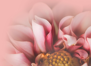 畅享Clicli动漫网在线观看，尽览热门动漫精彩