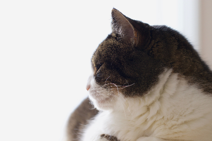 畅享bt电影天堂在线，尽情探索海量高清影视资源