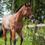 畅享乒乓球直播 免费观看精彩赛事 senf9