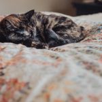 畅享久久小说网:海量TXT小说免费下载平台推荐 v7o3mxa